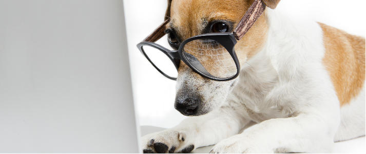 dog using computer